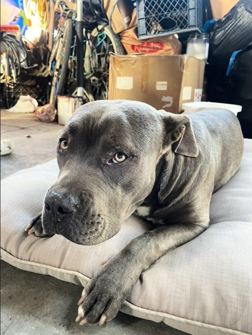 Grauer Pitbull liegt auf Hundebett