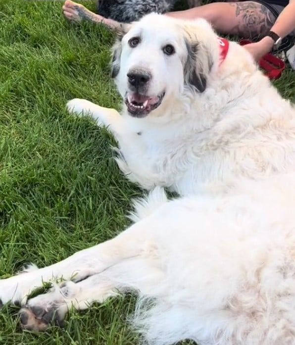 Grosser Hund liegt auf Gras