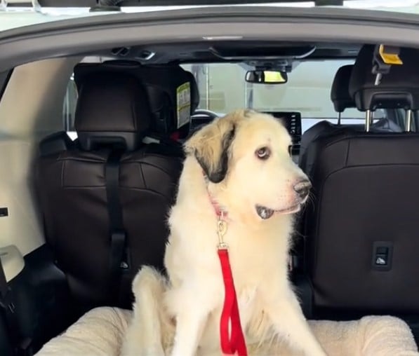 Großer Hund mit roter Leine sitzr im Auto