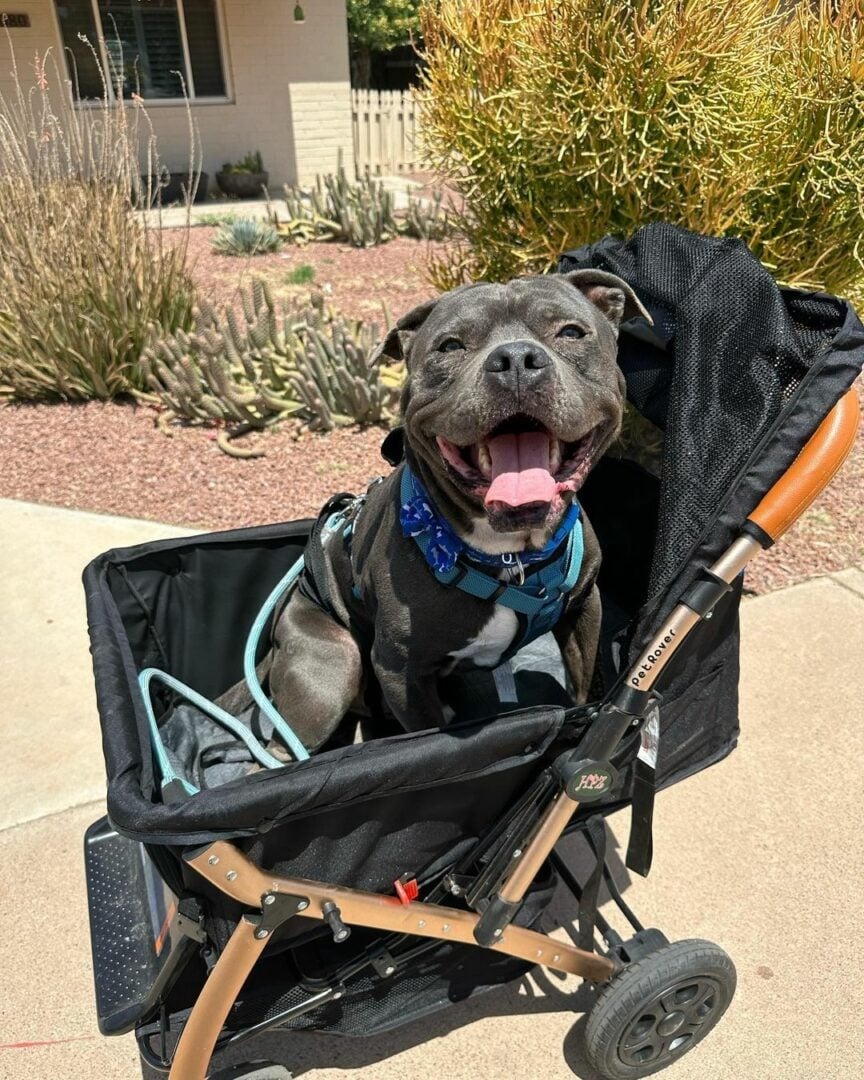 Großer Pitbull im Kinderwagen