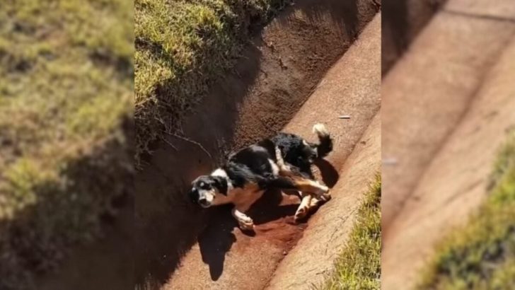 Hilflos in einem Kanal liegend, wedelte der verletzte Hund mit dem Schwanz, bis gute Seelen zur Hilfe kamen