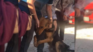 Hund umarmt verzweifelt Menschen