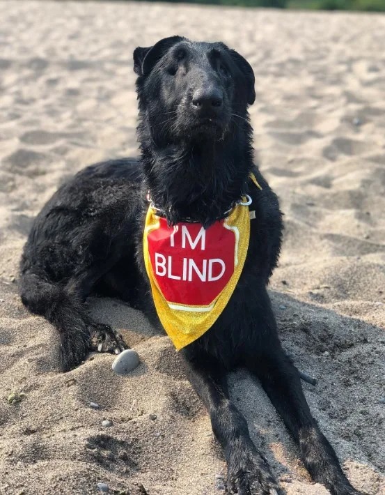 Hund am Strand