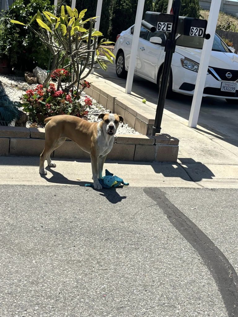 Hund auf der Straße steht neben seinem Spielzeug