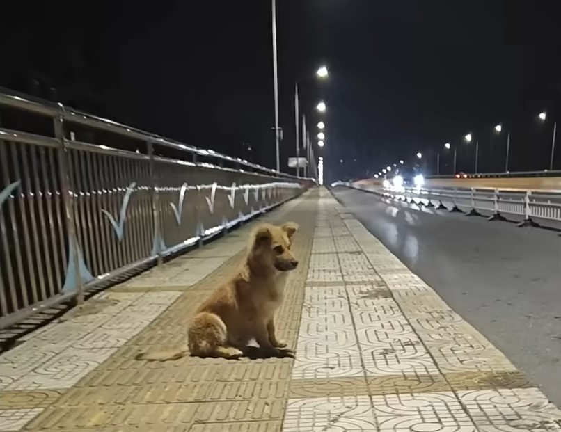 Hund ausgesetzt auf einer Strassenbruecke