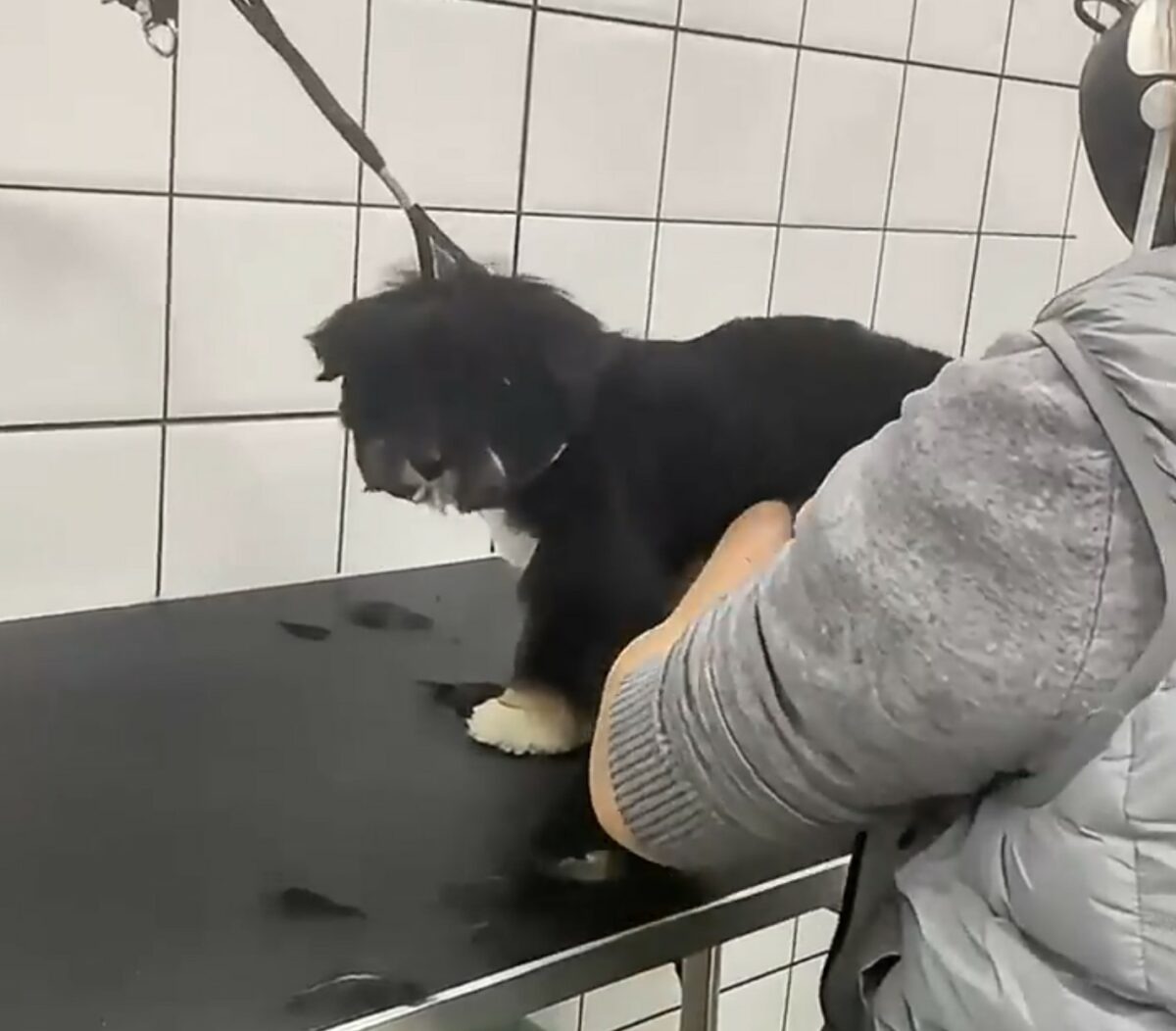 Hund beim Hundefriseur