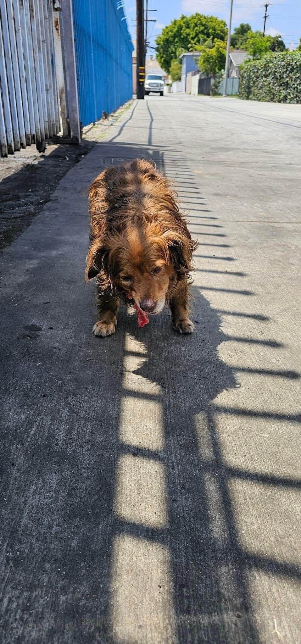 Hund bekommt etwas zu essen