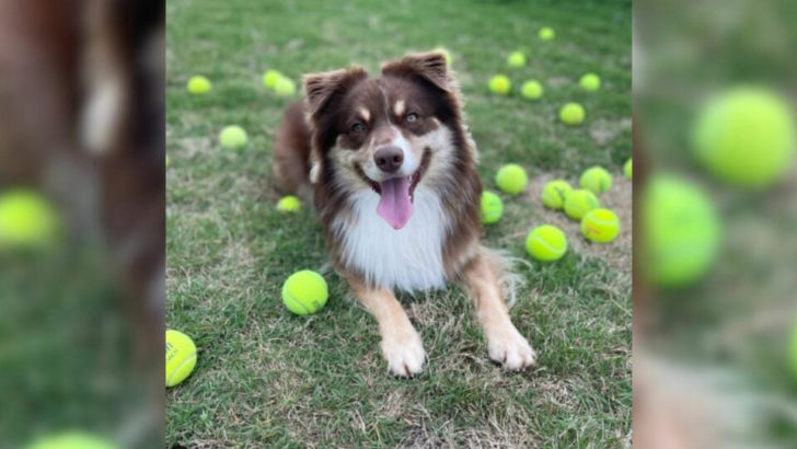 Hund, der nur in Wohnungen gelebt hat, bekommt endlich ein Zuhause mit Garten