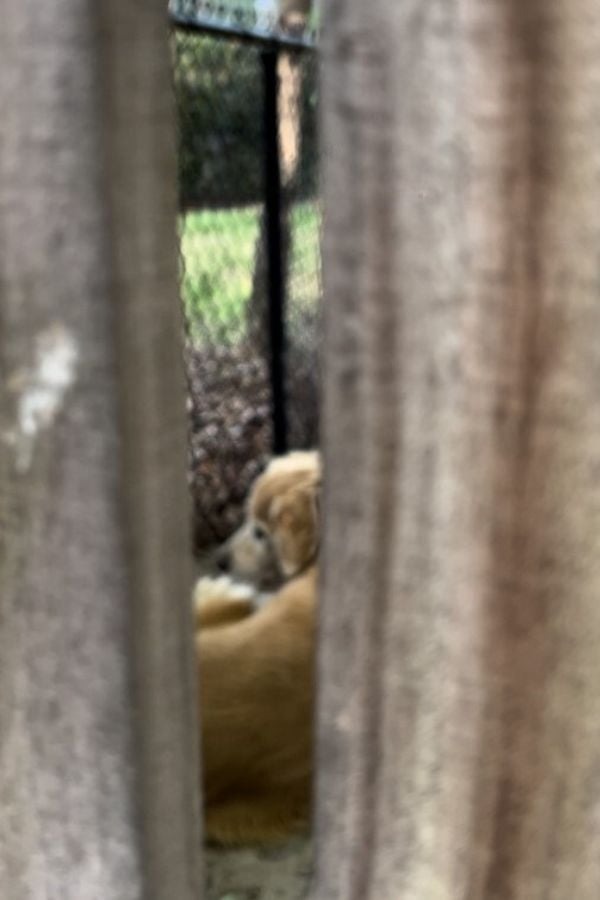 Hund eingesperrt in einem Hinterhof