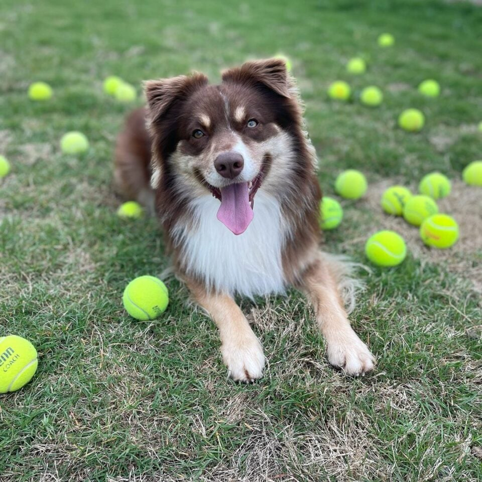 Hund im Garten neben Tennisbaellen