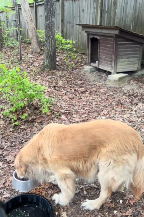 Hund im Hinterhof bekommt Futter