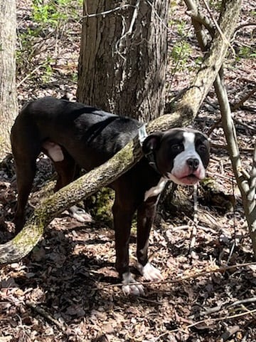 Hund im Wald gefunden