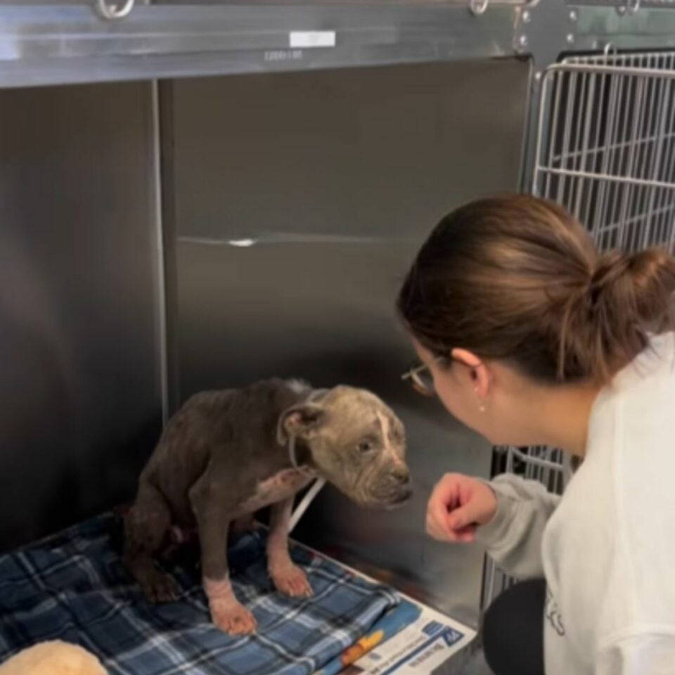 Hund im schlechten Zustand im Tierheim