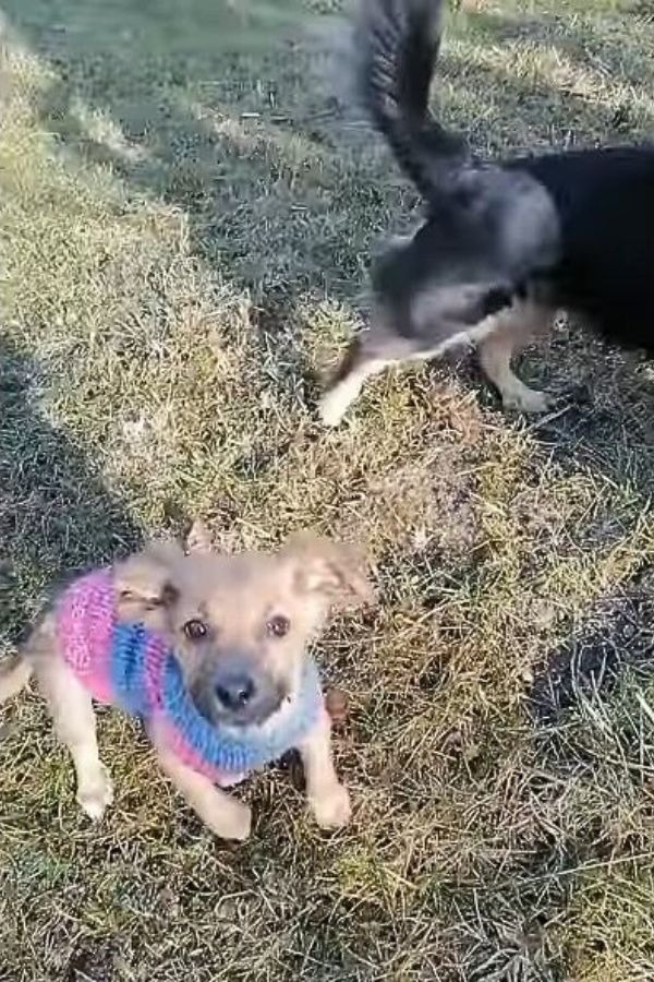 Hund in einem Pullover sitzt auf Gras