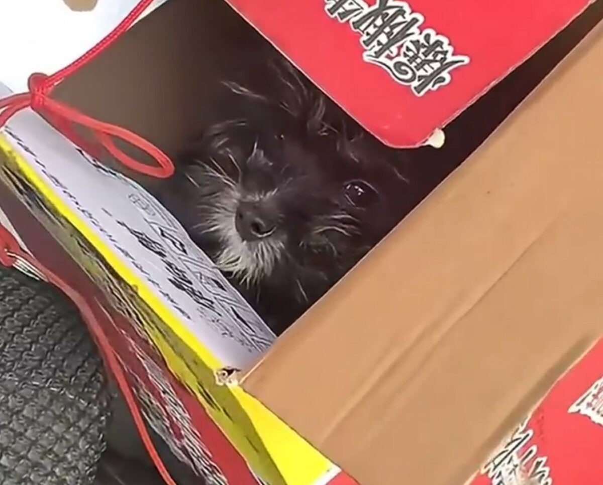 Hund in einer Box