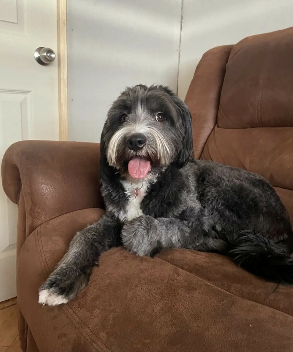 Hund liegt auf Sofa