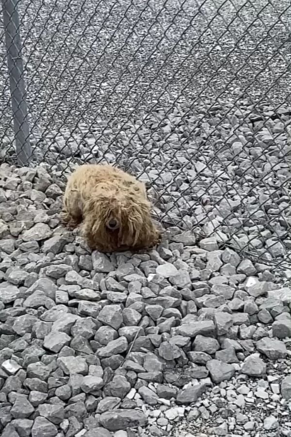 Hund liegt auf Steinen neben einem Zaun