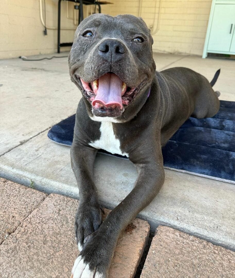 Hund liegt auf blauer Matte