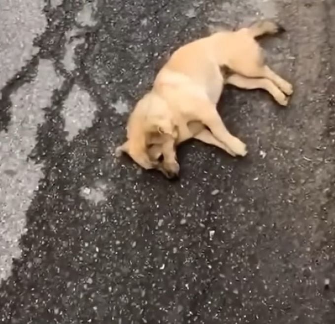 Hund liegt auf der Strasse