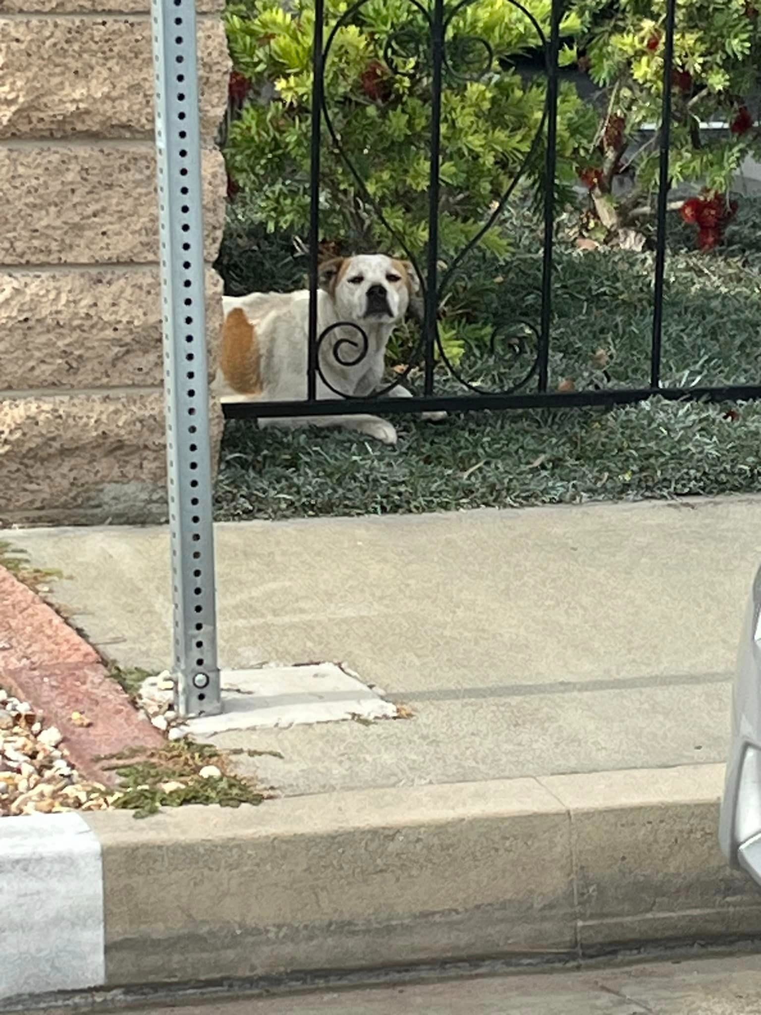 Hund liegt im Garten hinter einem Zaun