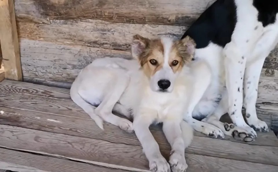 Hund liegt neben einem anderen Hund