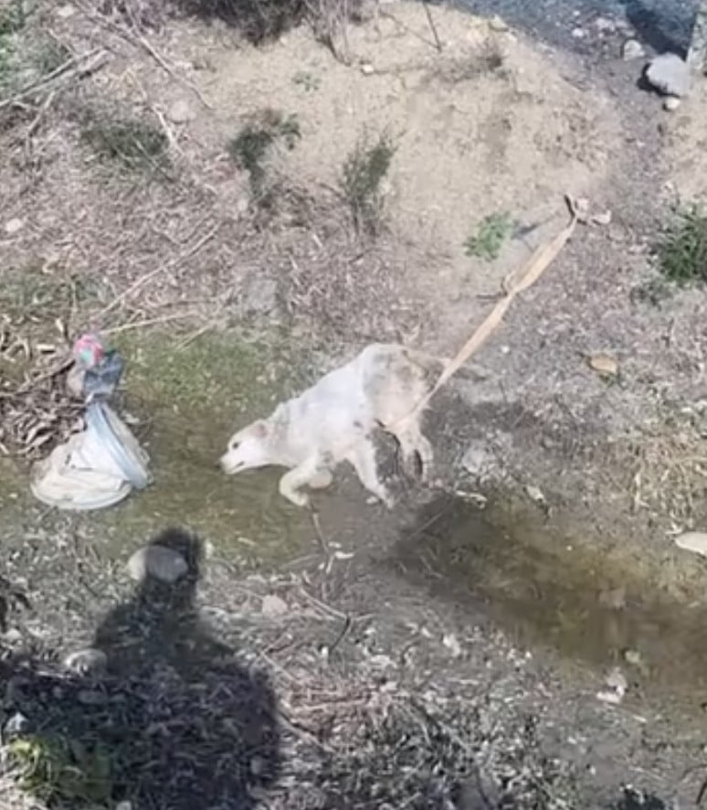 Hund liegt regungslos in einem Kanal