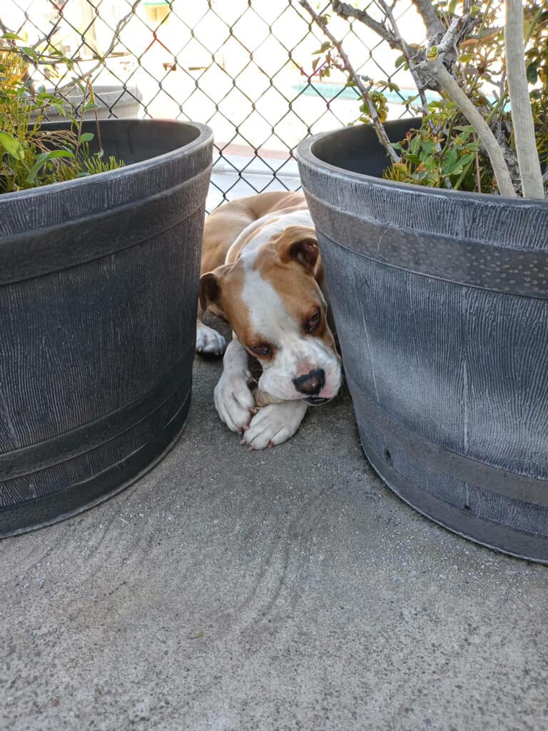 Hund liegt zwischen Pflanztoepfen