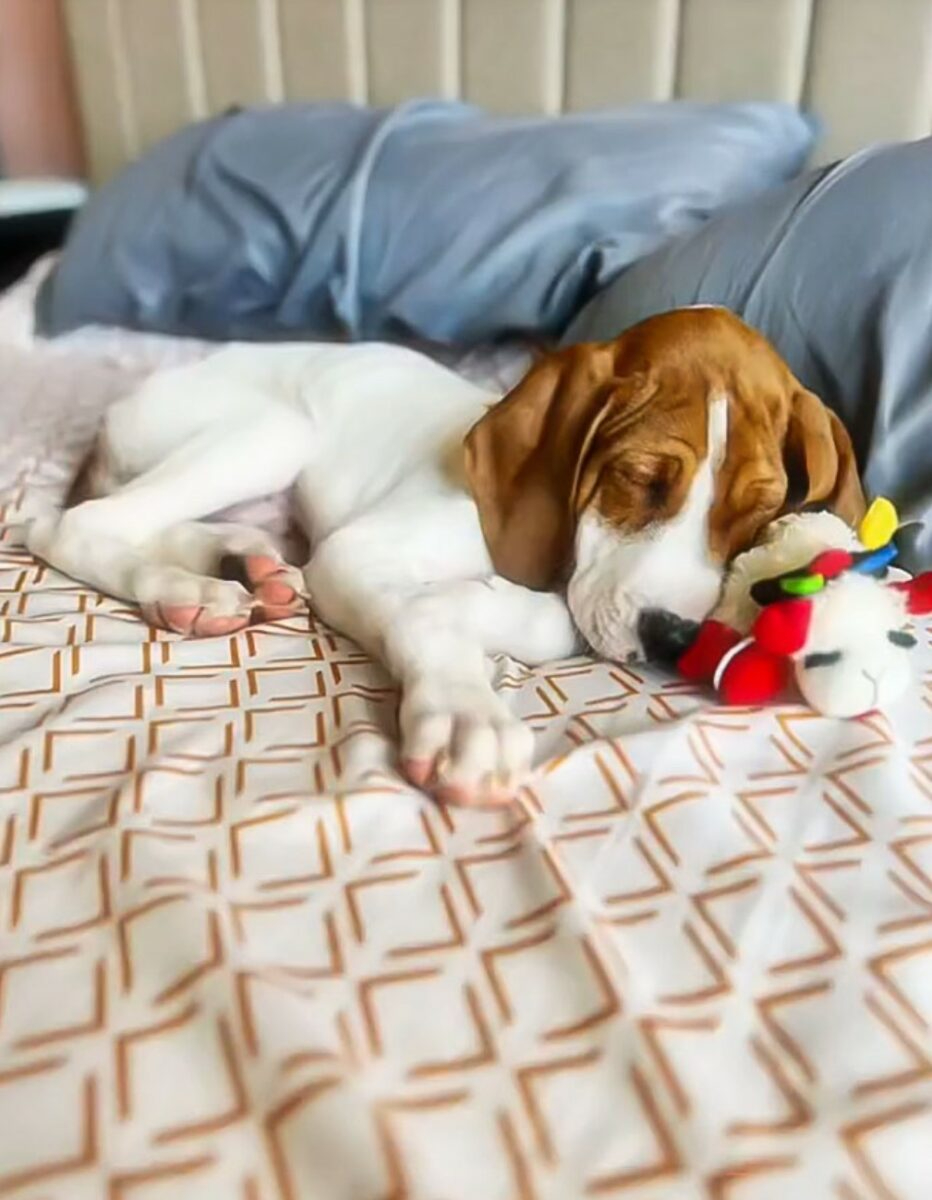 Hund macht ein Nickerchen auf dem Bett