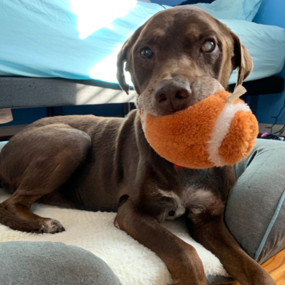 Hund mit Ball im Maul