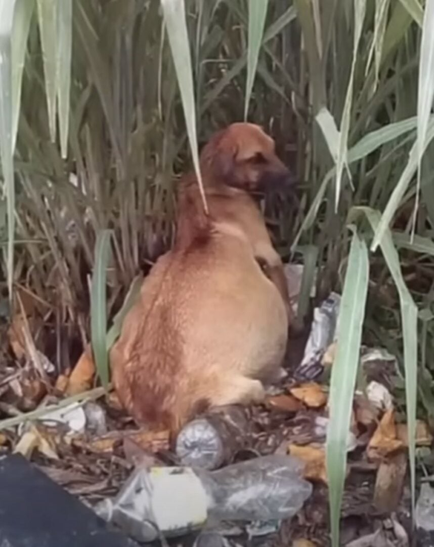 Hund mit geschwollenem Bauch liegt im hohen Gras