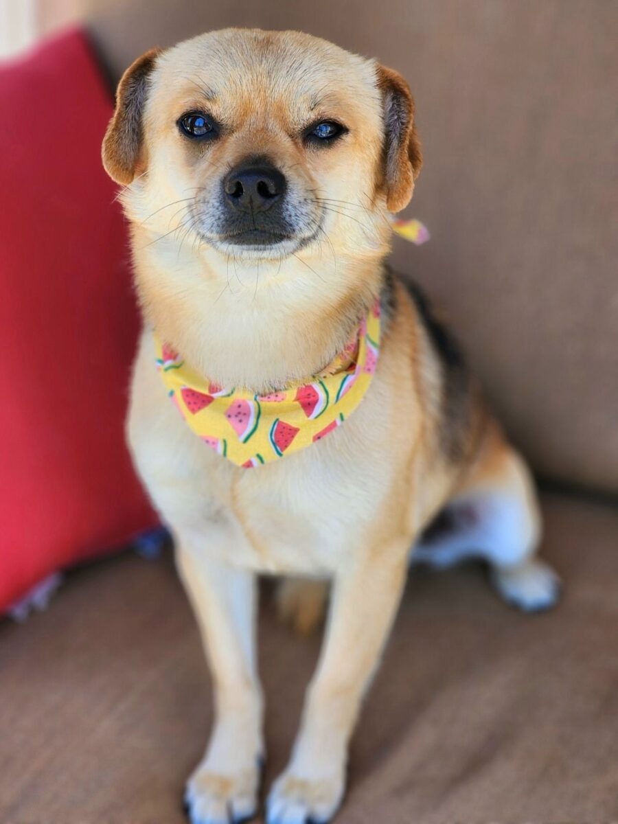 Hund mit sueßem Halsband