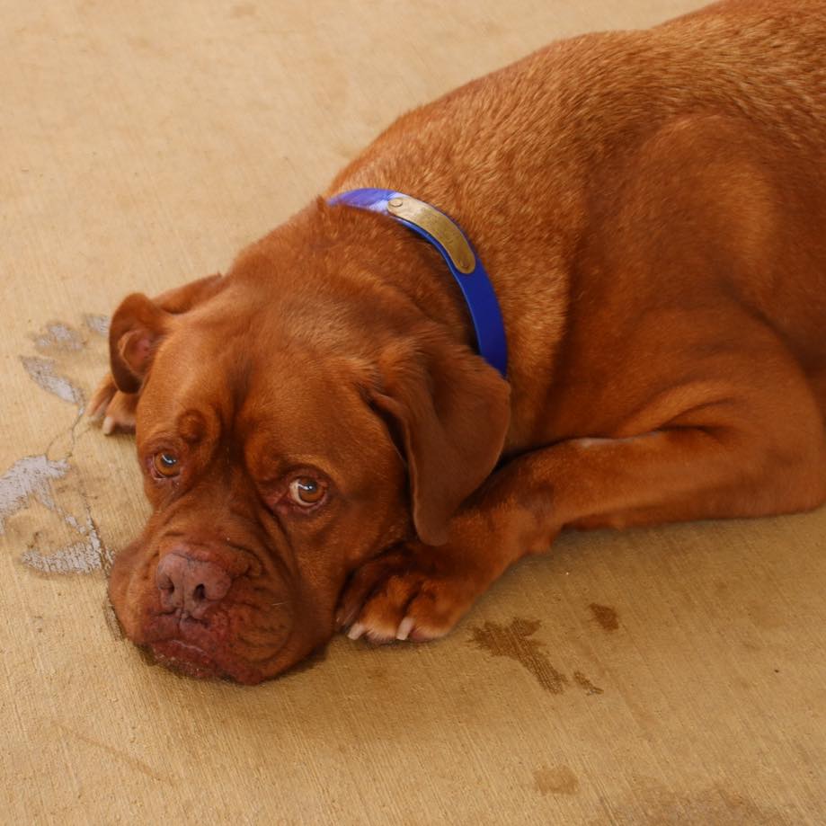 Hund mit traurigem Blick