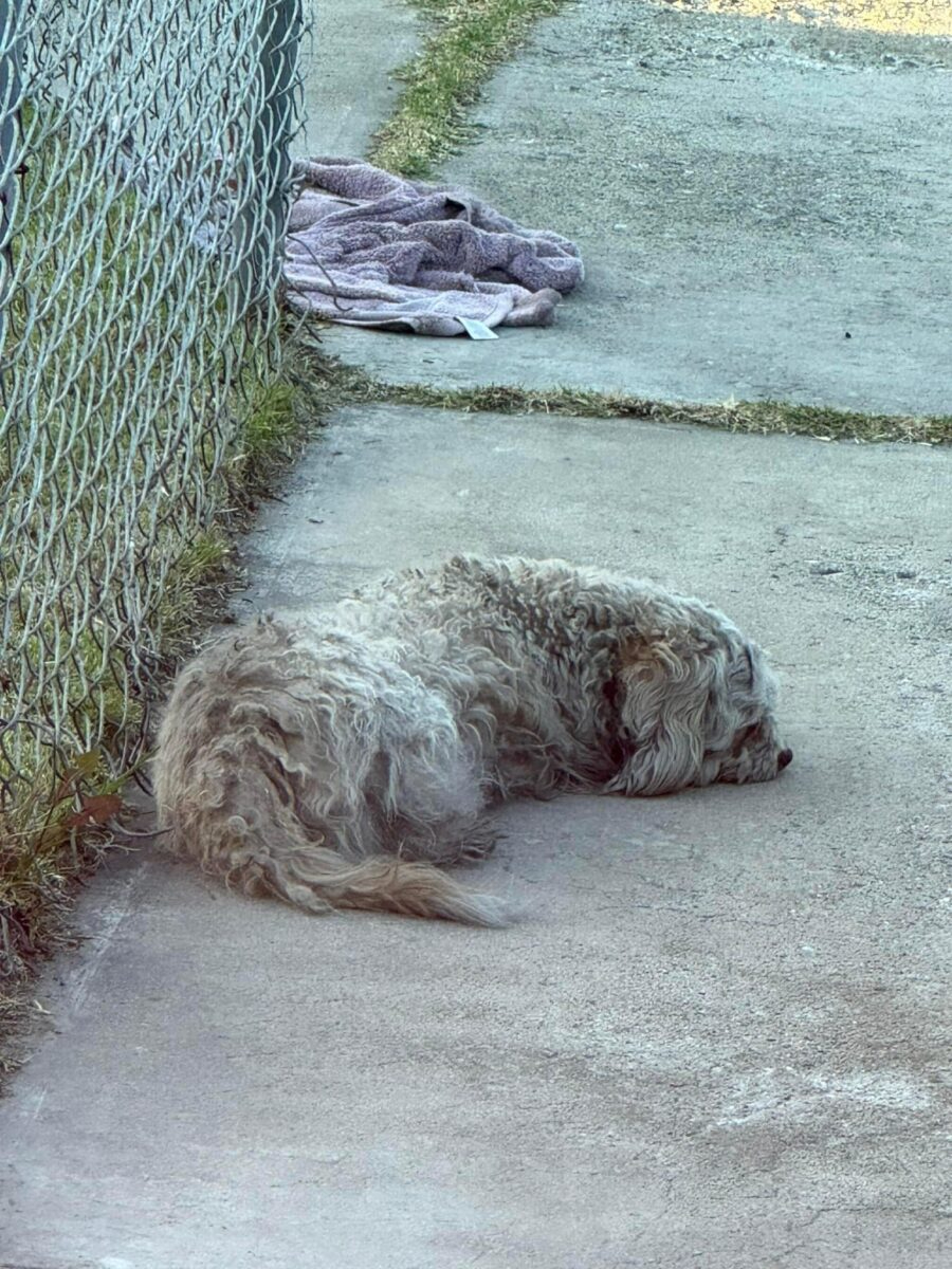 Hund mit verfilztem Fell liegt