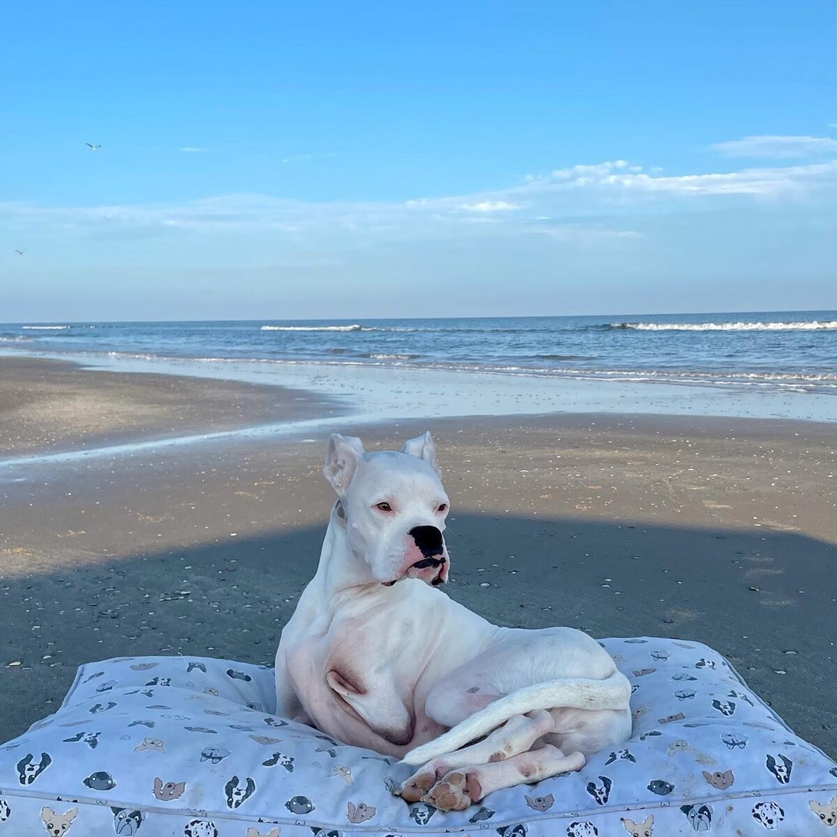 Hund ohne Vorderbeine liegt am Strand