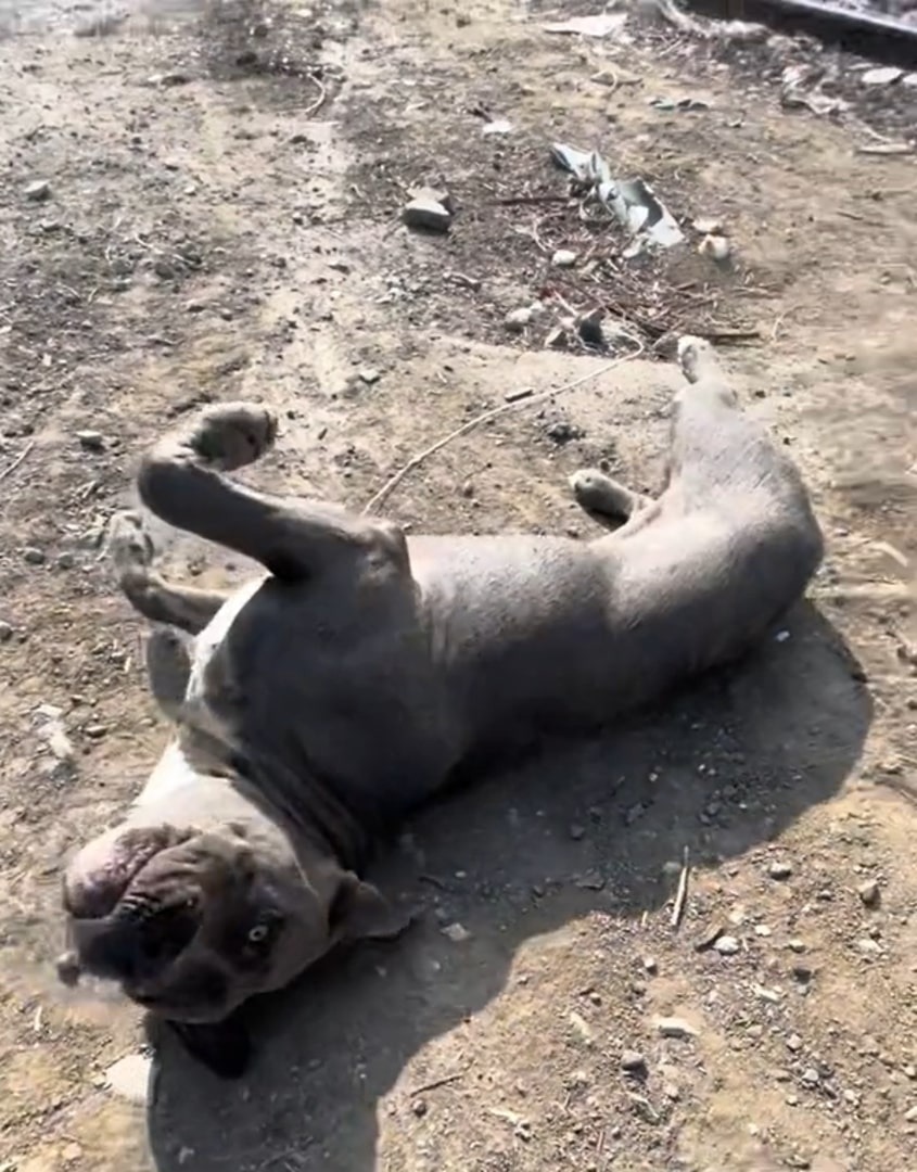 Hund rollt sich auf dem Boden herum