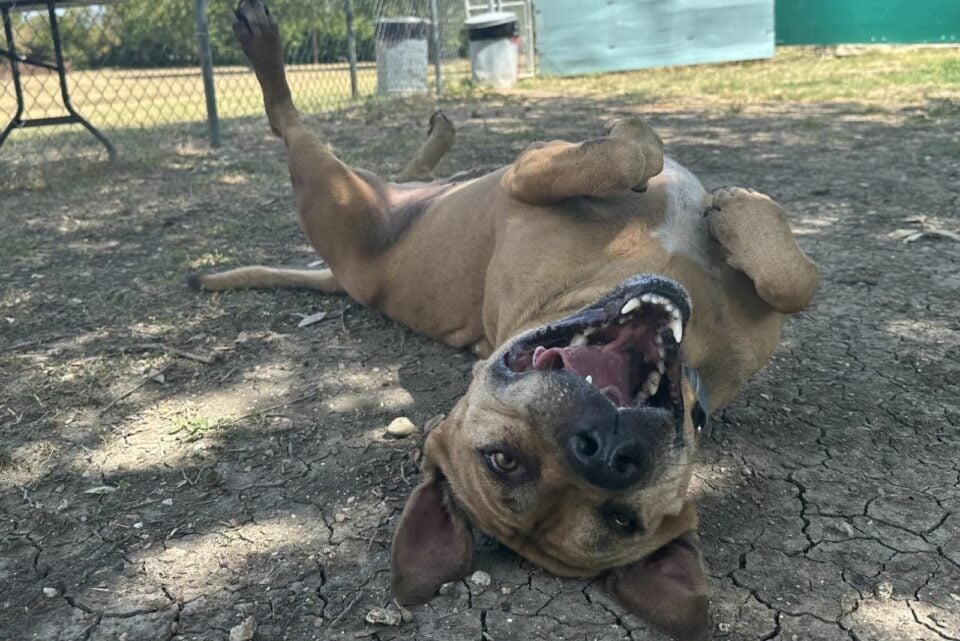 Hund rollt sich auf dem Ruecken