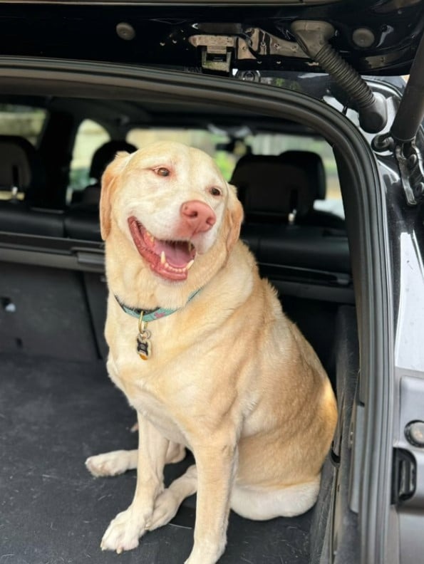 Hund sitzt im Auto