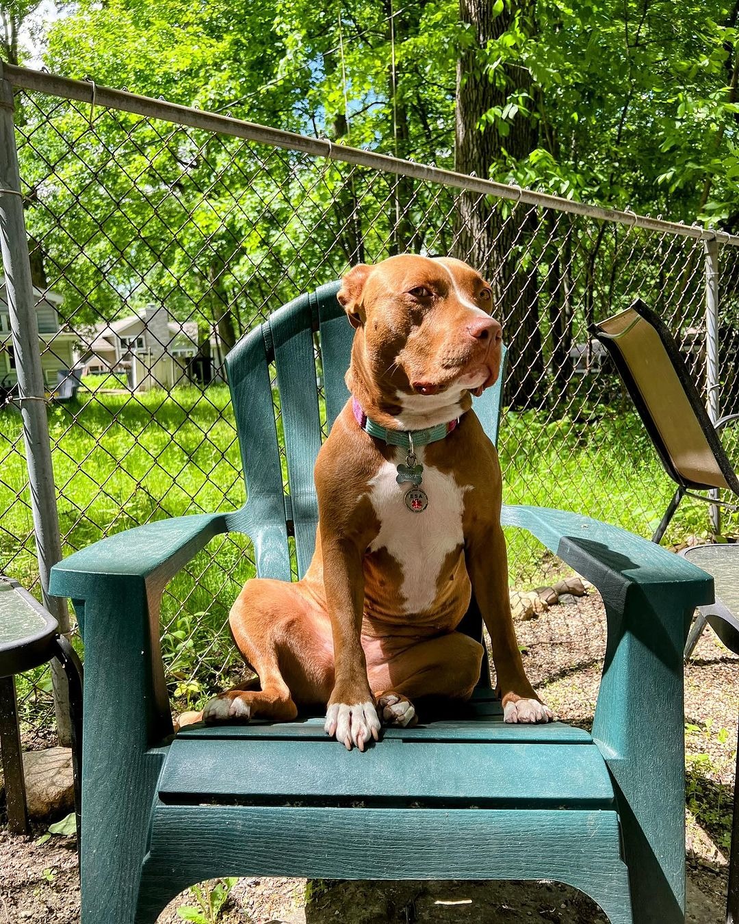 Hund sitzt im Gartenstuhl