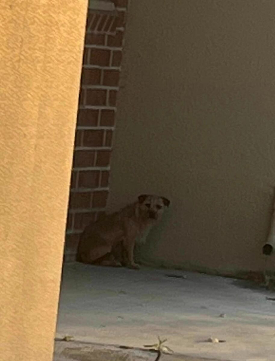 Hund sitzt in der Ecke