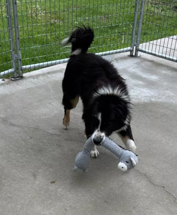 Hund spielt mit Spielzeug