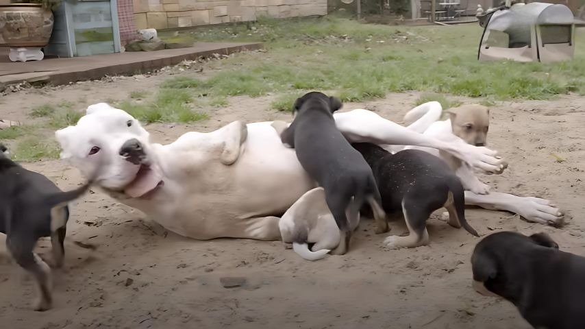 Hund spielt mit Welpen