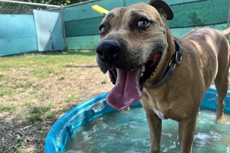 Hund steht in einem kleinen Pool