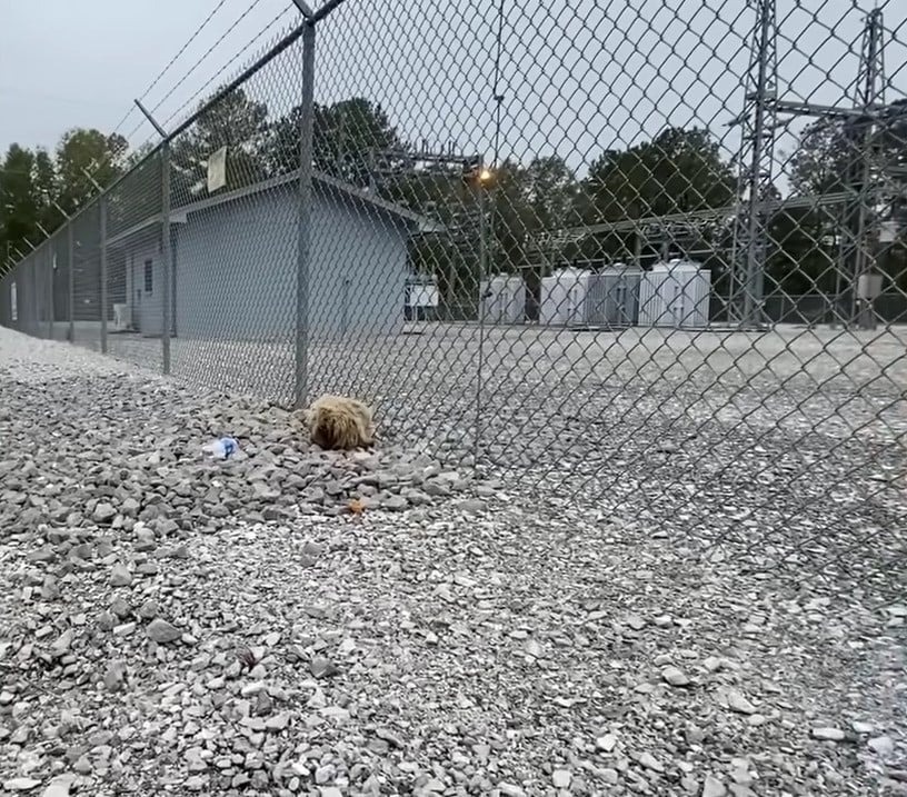 Hund verlassen am Zaun