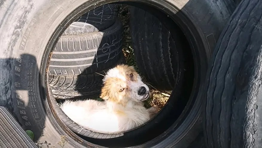 Hund versteckt sich hinter Reifen