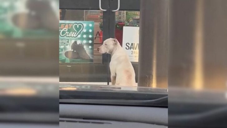 Hund wartete in der Nähe eines Ladens in der Hoffnung, dort Hilfe zu finden, und dann geschah etwas Erstaunliches