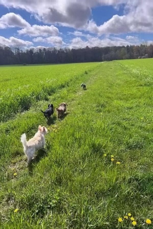 Hunde auf einer Wiese