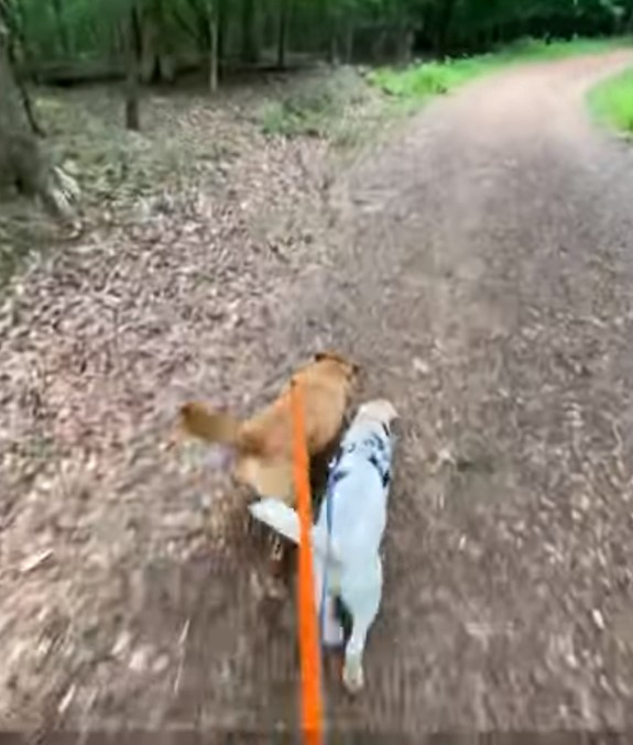 Hunde beim Spaziergang