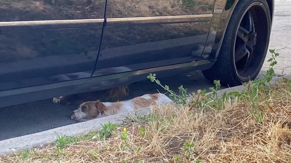 Hunde liegen unter dem Auto