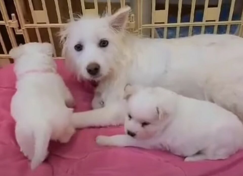 Hundefamilie liegt auf einer rosa Decke