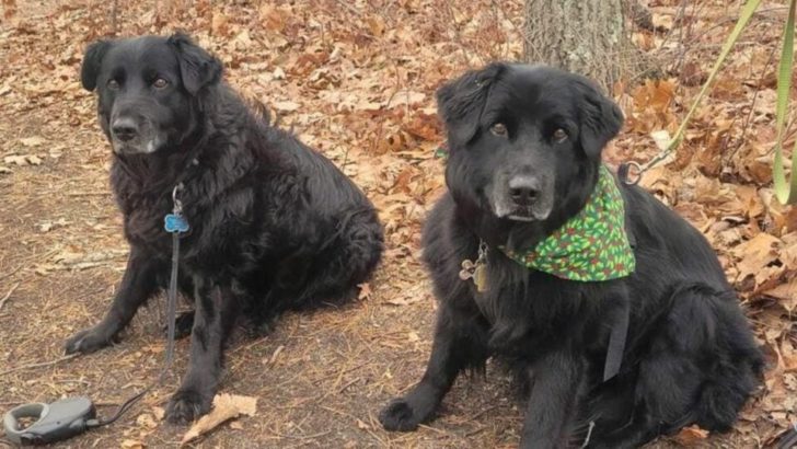 Hundegeschwister vereinen sich nach 13 langen Jahren des getrennten Lebens in derselben Stadt